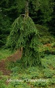 Picea abies inversa