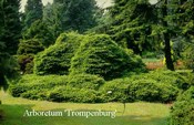 Picea abies 'Pumila Nigra'
