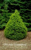 Picea abies 'Remontii'