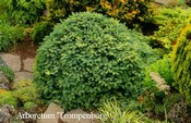 Picea lutzii 'Machala'