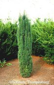 Taxus baccata 'Fastigiata Robusta'
