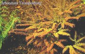 Adiantum