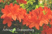 Azalea 'Dr. M. Oosthoek'