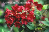Rhododendron 'Impi'