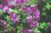 plant of the month