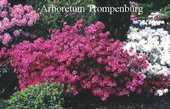 Azalea 'Rosalind'