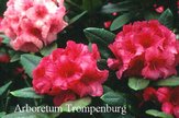 Rhododendron 'Sweet Sue'