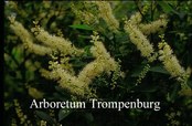 Clethra alnifolia Clethra alnifolia