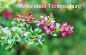 Escallonia rubra macrantha
