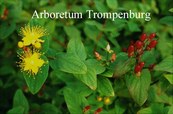 Hypericum inodorum 'Elstead'