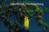 Laburnocytisus