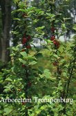 Prunus tomentosa