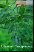 Quercus castaneifolia 'Green Spire'