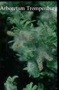 Salix caprea