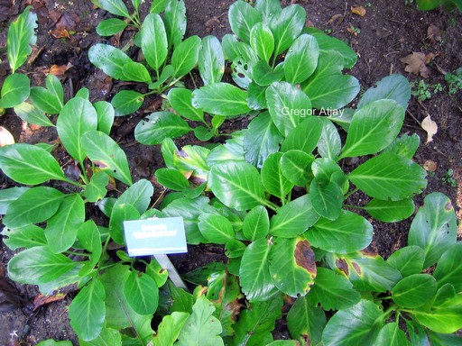 Bergenia 'Wintermaerchen'
