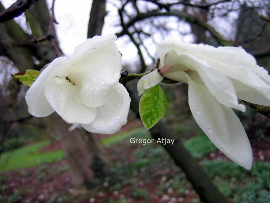 Magnolia kewensis
