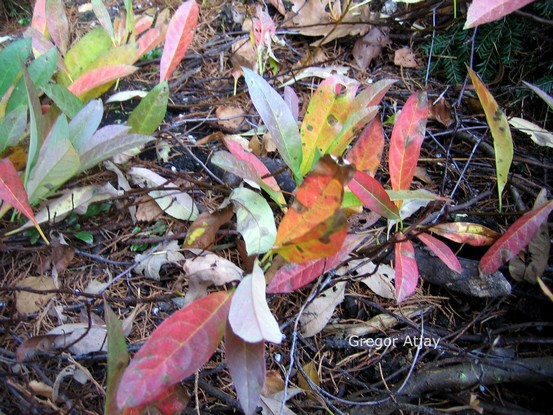 Prunus pumila depressa