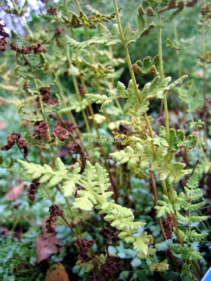 Woodsia