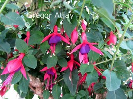 Fuchsia 'Mrs. Popple'