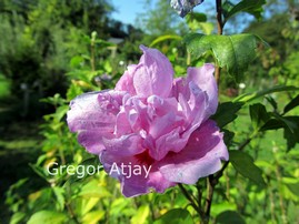 Hibiscus syriacus 'Duc de Brabant'