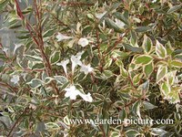 Abelia 'Conti' (CONFETTI)