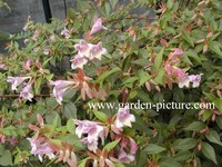 plant van de maand