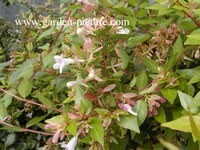 Abelia grandiflora 'Francis Mason'