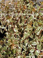 Abelia grandiflora 'Sunrise'