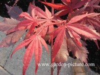 Acer palmatum 'Shohjoh'