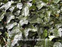 Hedera helix 'Atropurpurea'