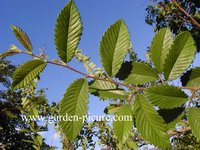 Hemiptelea