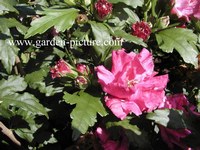 Hibiscus syriacus 'Boule de Feu'