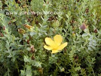 Hypericum olympicum