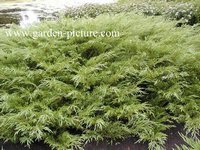Juniperus sabina