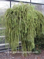 Larix decidua 'Puli'
