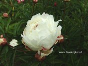 Paeonia 'Boule de Neige'