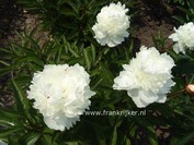 Paeonia 'Mme. de Verneville'