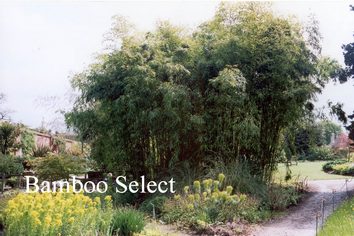 Phyllostachys viridi-glaucescens