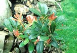 Pieris japonica 'Red Volcano'