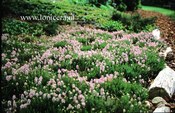 Erica spiculifolia