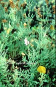 Erica ciliaris 'Globosa'