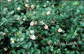Arctostaphylos uva-ursi 'Snow Cap'