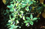 Vaccinium glaucoalbum