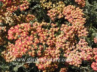 Achillea 'Walter Funke'