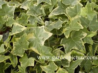 Hedera helix 'Goldchild'