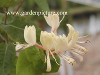 Lonicera caprifolium 'Inga'