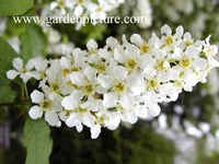 Prunus padus