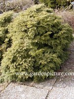 Tsuga canadensis 'Nana'