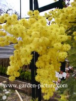 Acacia dealbata Acacia dealbata