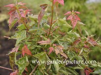 Acer buergerianum 'Naruto'